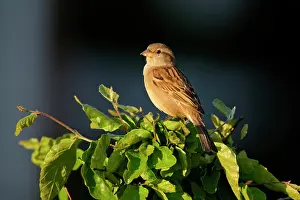 Sparrow: House Sparrow