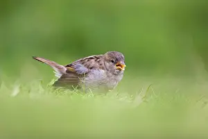 Begging: House Sparrow