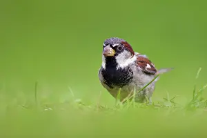 Sparrow: House Sparrow
