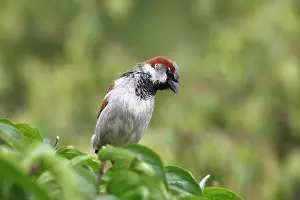 Sparrow: House Sparrow