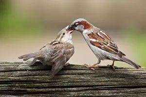 Sparrow: House Sparrow