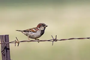 Oiseau: HOUSE SPARROW