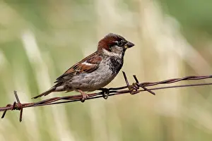 Oiseau: HOUSE SPARROW