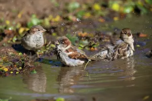 Passer: House Sparrow, three adults bathing in puddle, Northumberlan