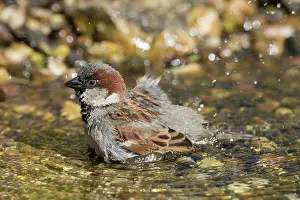 Passer: House Sparrow - bathing male - Germany