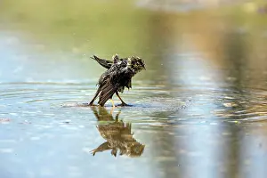 Verde: House Sparrow - bathing in stream Castro Verde