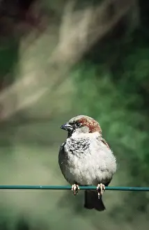 Cable: HOUSE SPARROW - on cable