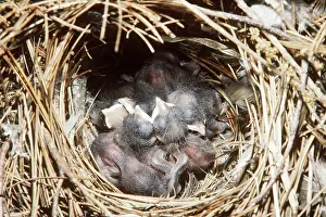 Ploceidae: House Sparrow Chicks