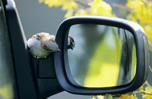 Mirrors: House SPARROW - Displaying at reflection in car mirror