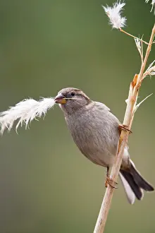 Pampas: House Sparrow - female collecting pampas grass