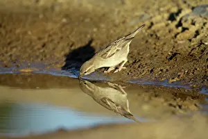 Puddles: House Sparrow - female drinking at puddle