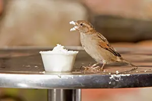 Restaurants: House Sparrow - female feeding on cream at restaurant table