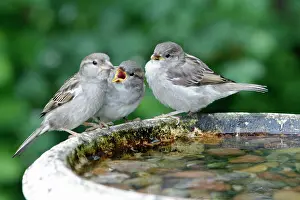 Fledgelings: House Sparrow - female feeding two fledgelings