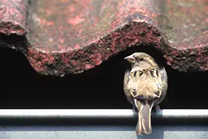 Chris Martin Bahr: HOUSE SPARROW - female, looking