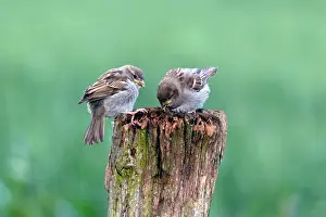 Fledgelings: House Sparrow - two fledgelings on fence post - feeding