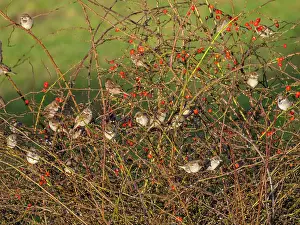 Canina: House Sparrow - flock sitting in Dog rose bush (Rosa