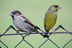 Greenfinches: House Sparrow - and Greenfinch (Carduelius chloris)