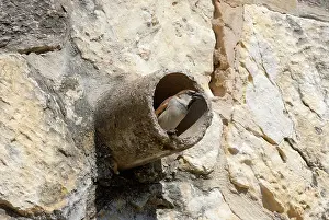 Pipe: House Sparrow investigating a pipe