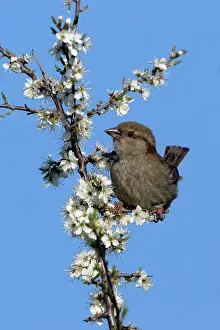 Blackthorns: House Sparrow - juvenile on blossoming blackthorn branch