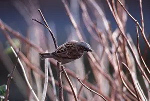 Sparrows: HOUSE SPARROW - male