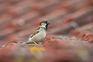 Sparrow: House Sparrow - Male - Beak Open - UK