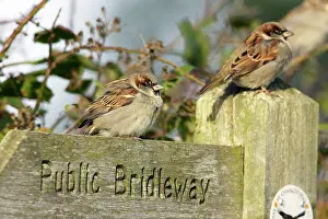 Footpaths: House Sparrow - male bird perched on footpath sign