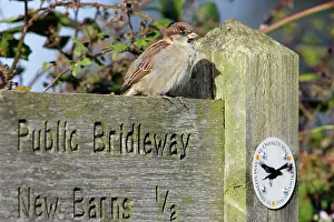 Footpaths: House Sparrow - male bird perched on footpath sign