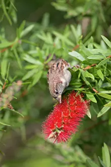 Bottle: House Sparrow - male on Bottle Brush Tree