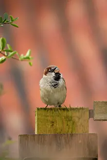 Chirping: House Sparrow - male chirping