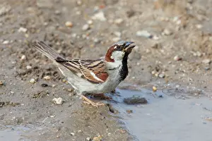 Puddles: House Sparrow - male drinking from puddle