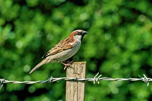 J Laurie: HOUSE SPARROW - male, on fence post