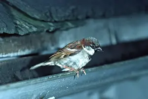 R T Smith: HOUSE SPARROW - male, on guttering