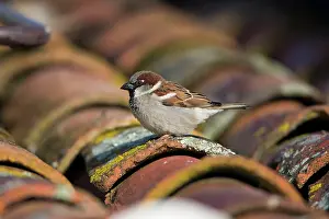 Roofs: House Sparrow - male on house roof Alentejo, Portugal