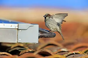 Roofs: House Sparrow - male on house roof Alentejo, Portugal