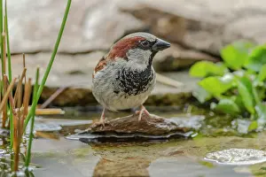 190422: House sparrow - male house sparrow about to take a bath in a