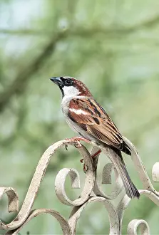 Gates: HOUSE SPARROW - male, on ironwork