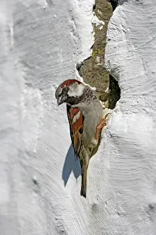 Holes: House sparrow - male at nest entrance