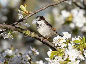 Passer: House Sparrow - male perched on branch of flowering