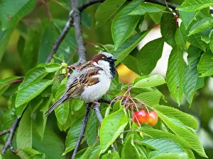 150321: House Sparrow - male perched in cherry tree, Hessen