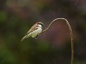 Cable: House Sparrow - male perched on old bent metal cable