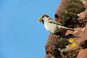 Passer: House Sparrow, male perched on roof with nest material