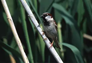 Sparrows: HOUSE SPARROW - male, perched on stem