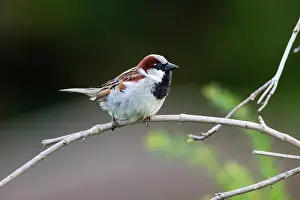 Sparrow: House Sparrow, male perched on twig, with prominent