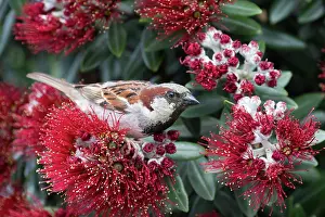 Pohutukawa: House Sparrow - male - on a pohutukawa flower -