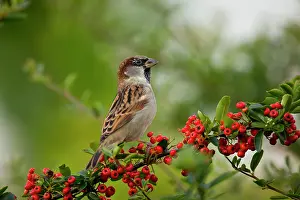 Pyracantha: House Sparrow - male on Pyracantha Berries