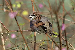 Puffed: House Sparrow - male resting in hedge with feathers