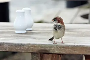 House Sparrow - male on resturant table
