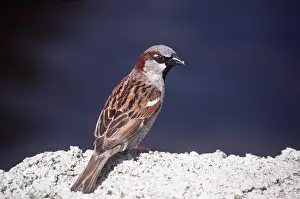 Sparrows: HOUSE SPARROW - male, on rock