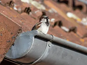 Sing: House Sparrow - male singing from guttering in breeding