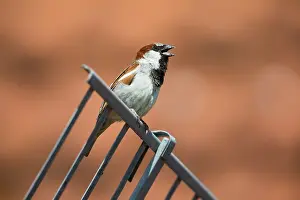 Sing: House Sparrow - male singing from house roof in